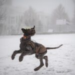 Kutya ugrál a hóban