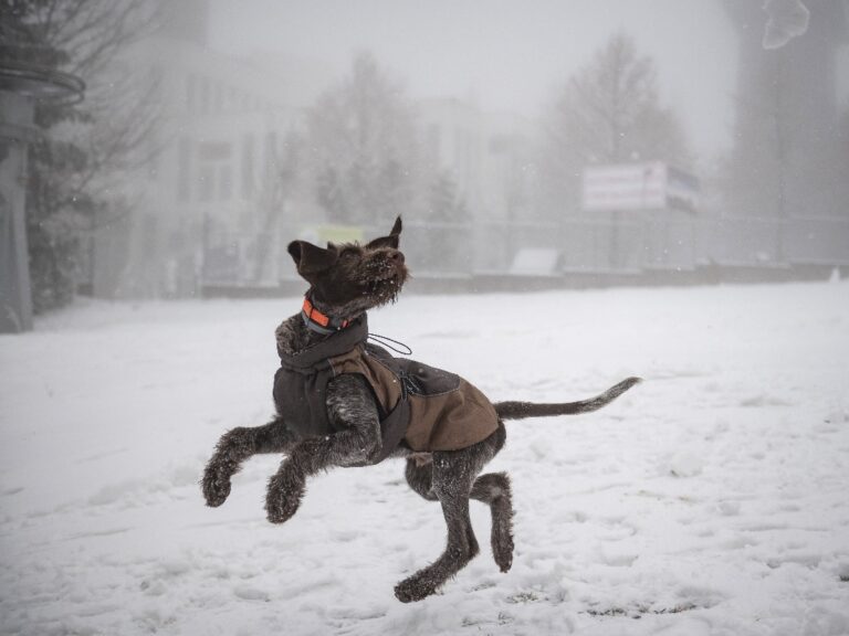 Kutya ugrál a hóban