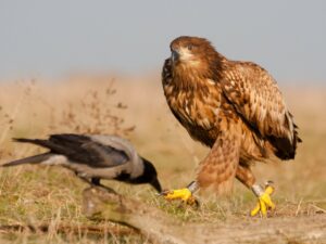 Rétisas a Hortobágyon