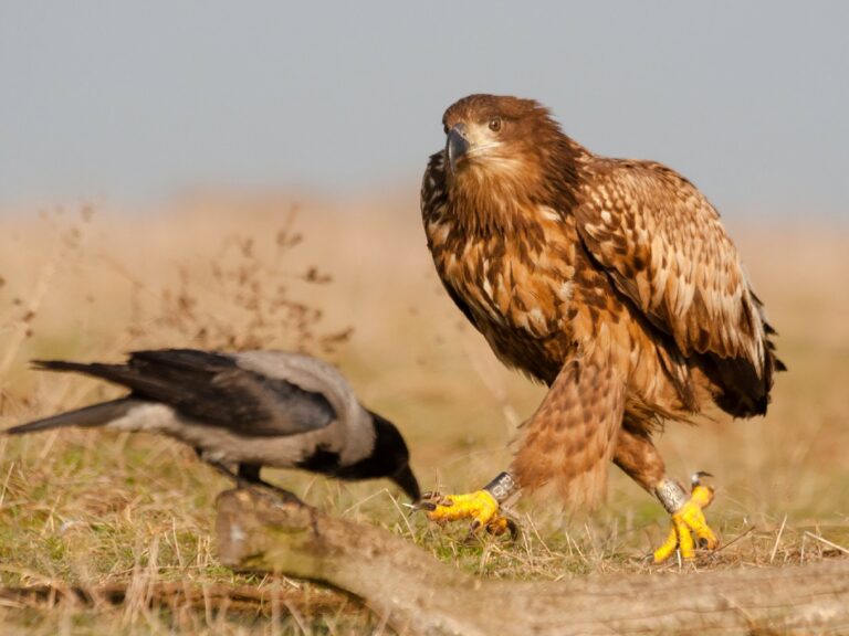 Rétisas a Hortobágyon