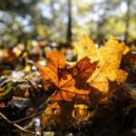 Lehullott őszi falevelek