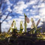 Hóvirágok napsütésben