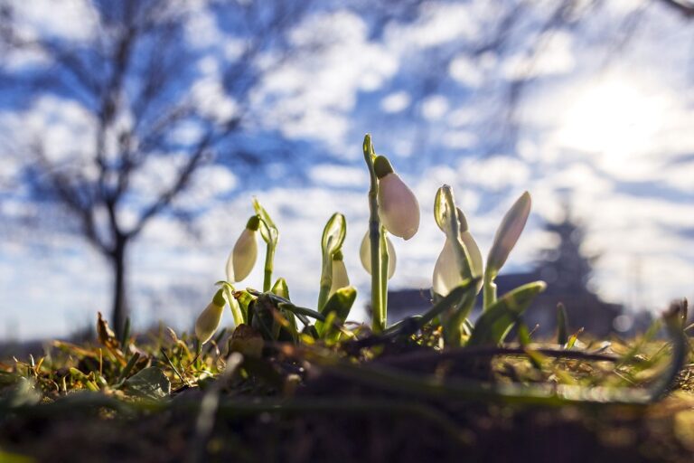 Hóvirágok napsütésben