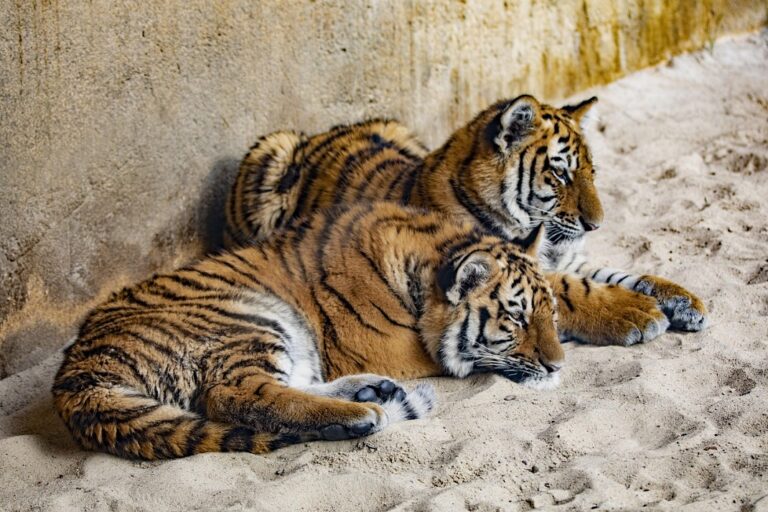szibériai tigris