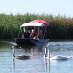 Hattyúcsalád Tisza-tó