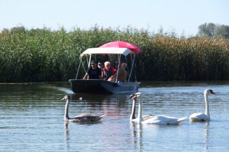 Hattyúcsalád Tisza-tó