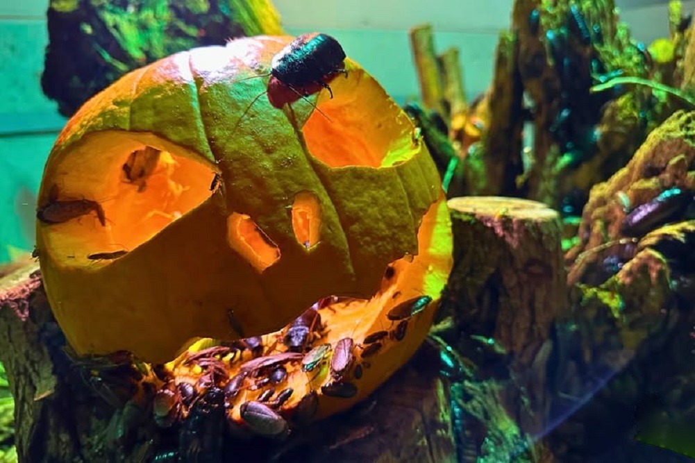 Világító töklámpás Halloween napján