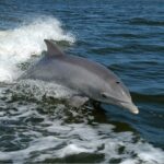 Kardszárnyú delfin