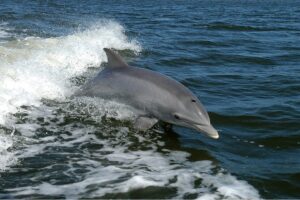 Kardszárnyú delfin