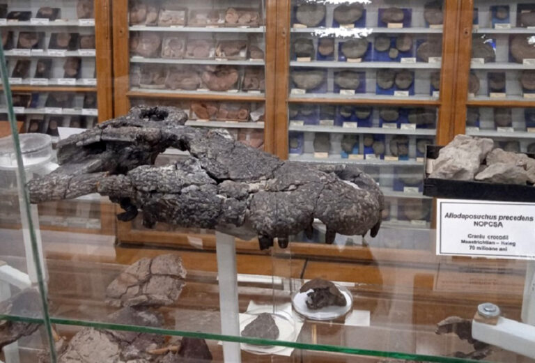 Dinoszaurusz koponya a kolozsvári egyetem gyűjteményében