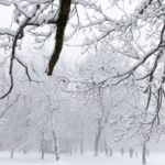 Havas fák Dobogókőn