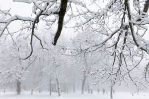 Havas fák Dobogókőn