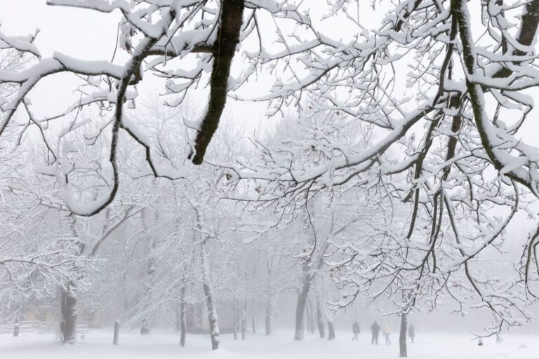 Havas fák Dobogókőn