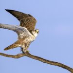 Kerecsensólyom egy fa ágán