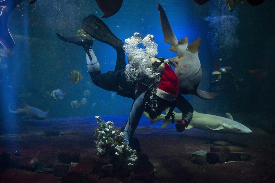 Cápaetetés az akváriumban karácsonykor