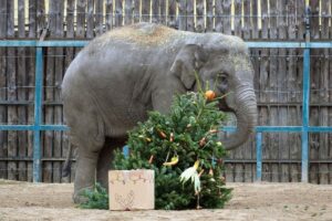 Elefánt karácsonyi ajándékkal