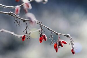 Megfagyott csipkebogyó