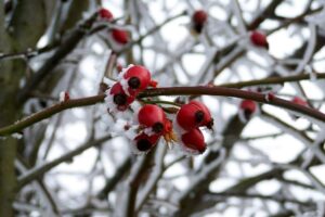 Csipkebogyó jegesen