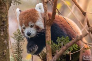 A debreceni Állatkert vöröspandája