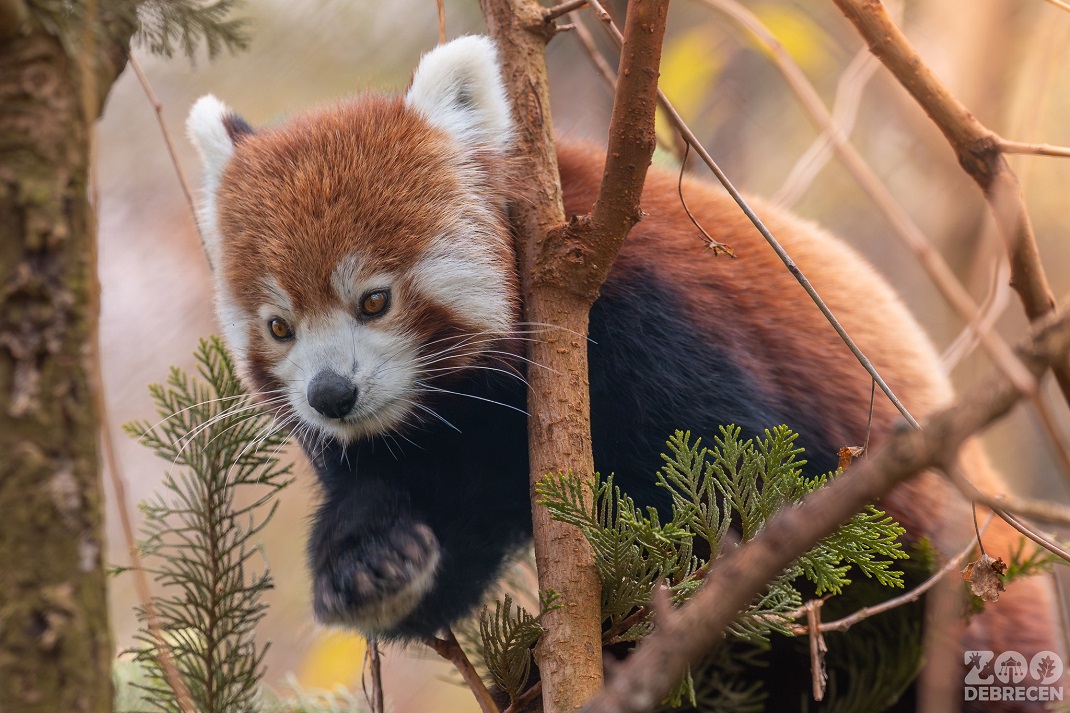A debreceni Állatkert vöröspandája