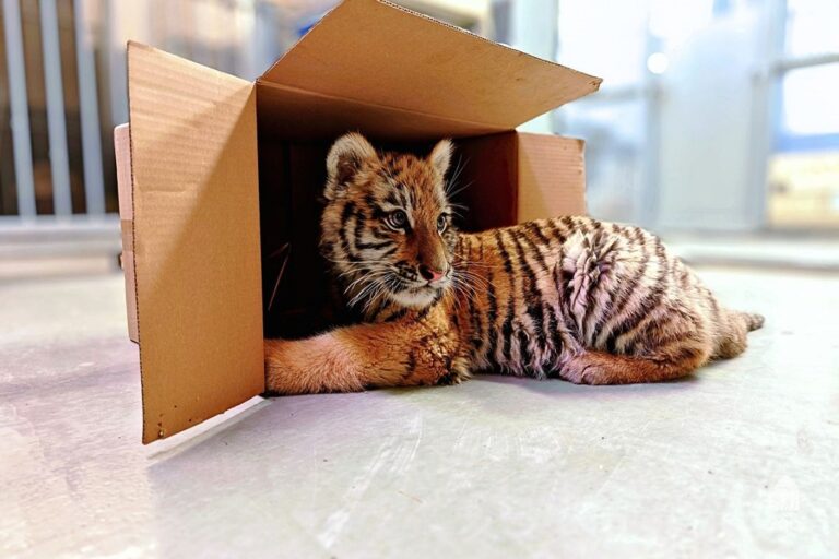 A tiszafüredi kistigris