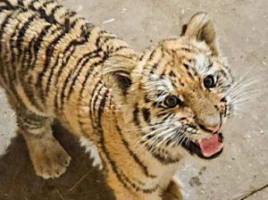 A Tiszafüreden talált kistigris