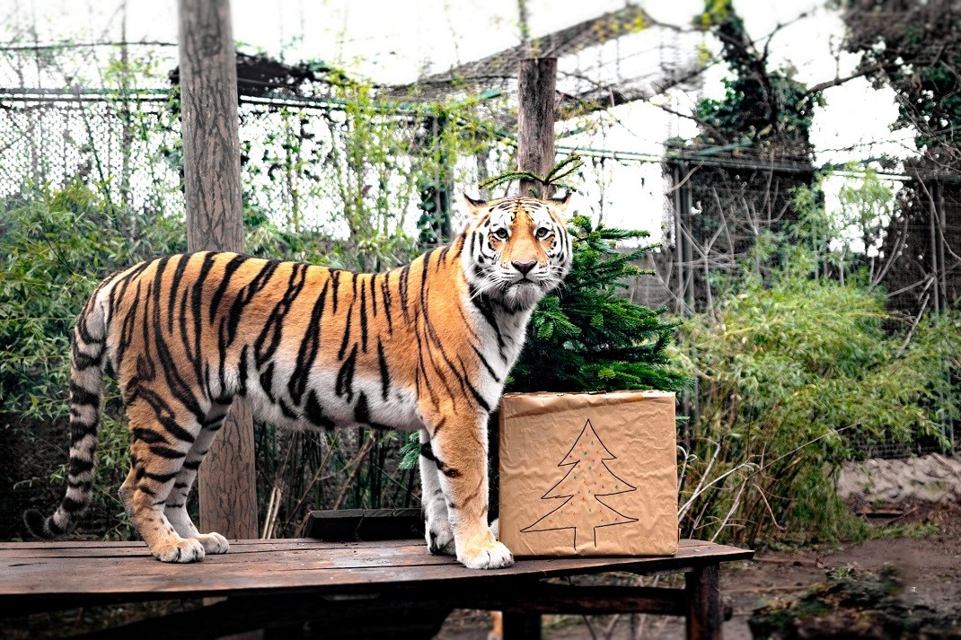 Tigris karácsonyi ajándékkal