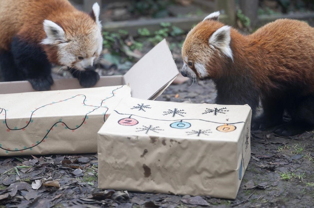 Vörös pandák karácsonyoznak