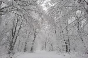 Havas fák és ösvény