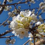 Virágzó tövistelen galagonyafa