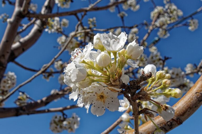 Virágzó tövistelen galagonyafa