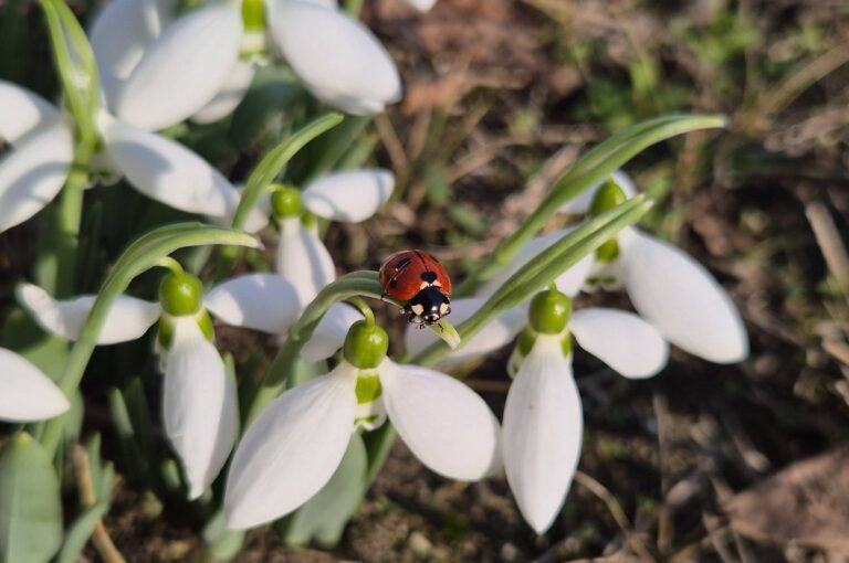 Hóvirág és katicabogár