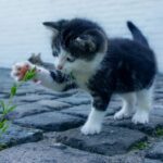 Kíváncsi kismacska