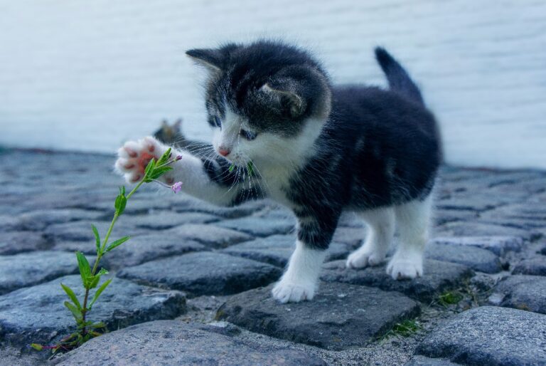 Kíváncsi kismacska