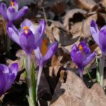 Virágzó krókusz