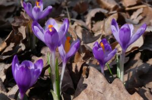 Virágzó krókusz