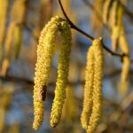 Virágzó mogyorófa