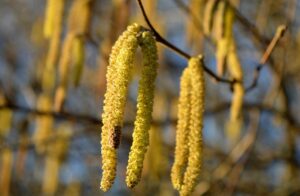 Virágzó mogyorófa