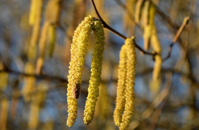 Virágzó mogyorófa