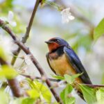 Madár a virágzó cseresznyefán