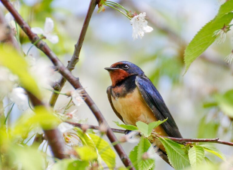 Madár a virágzó cseresznyefán