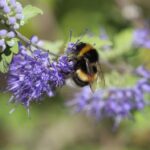 Méhecske egy lila virágon