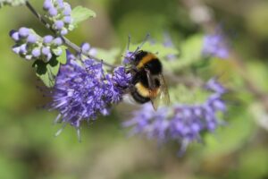 Méhecske egy lila virágon