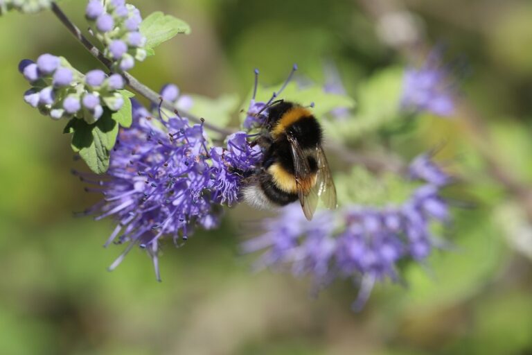 Méhecske egy lila virágon