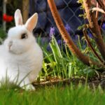 Fehér nyuszi húsvétkor