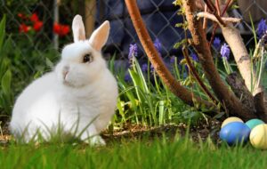 Fehér nyuszi húsvétkor