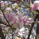 Virágzó tulipánfa