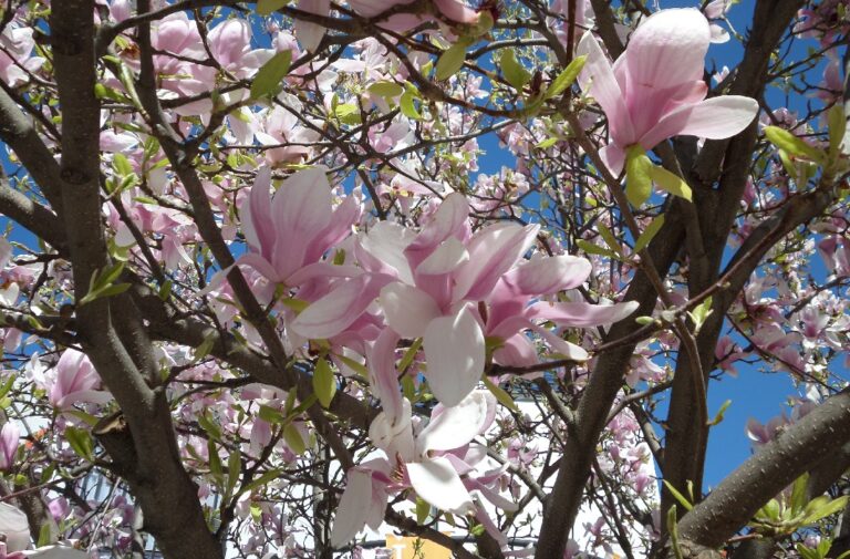 Virágzó tulipánfa