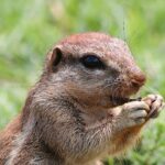 Ürge falatozás közben