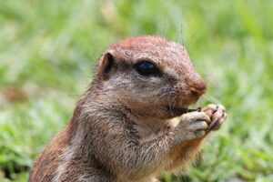 Ürge falatozás közben